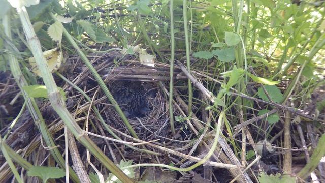 Варакушка 170622 8 в крапиве 23июня GP5 36 смотреть онлайн