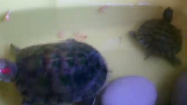 Мои любимые черепашки ниндзя смотреть онлайн