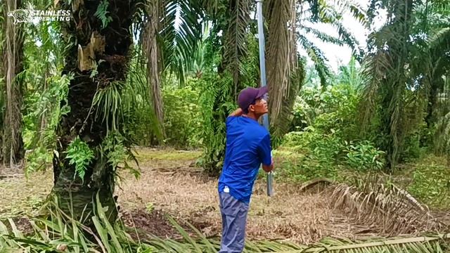 KEBUN SAWIT DISINI PELEPAHNYA KERAS DAN BUAHNYA BESAR"BOSQUE,TAPI EGREK SAYA TAJAM PANEN JADI MUDAH смотреть онлайн