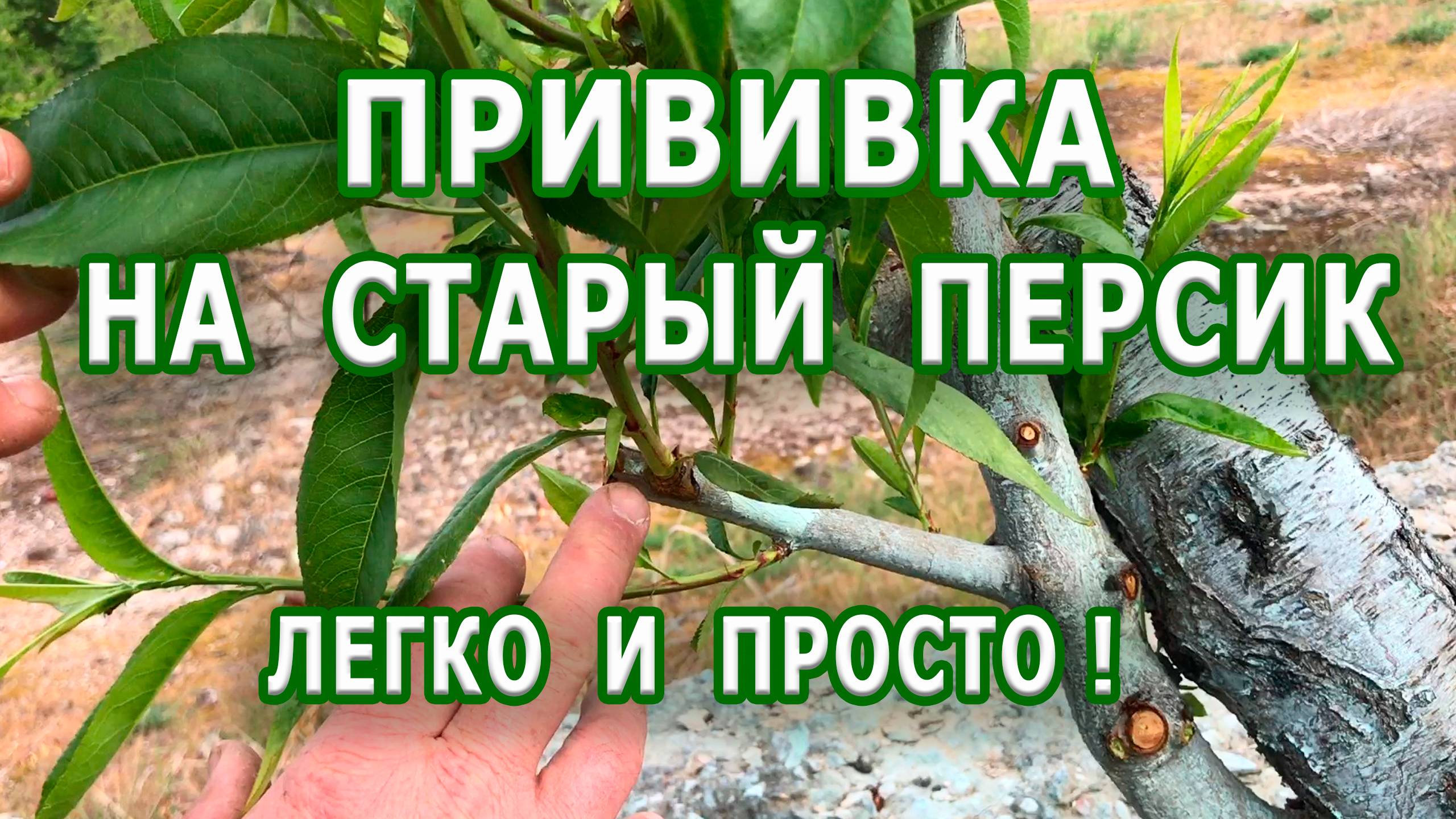 Прививка старого персика / Легко и просто !