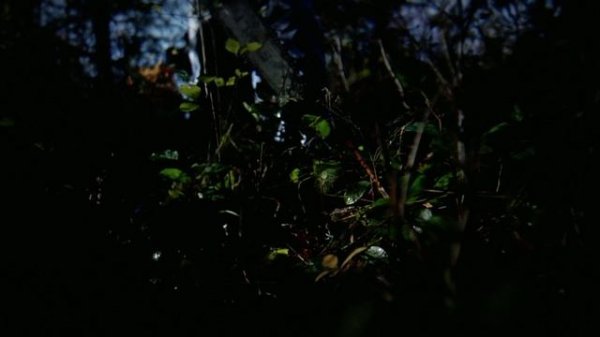 That's It That's All [2008 г., Snowboarding, Blu Ray]