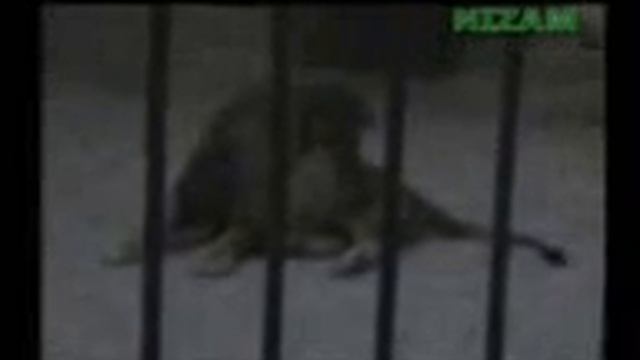 лев сказаль Аллах смотреть онлайн