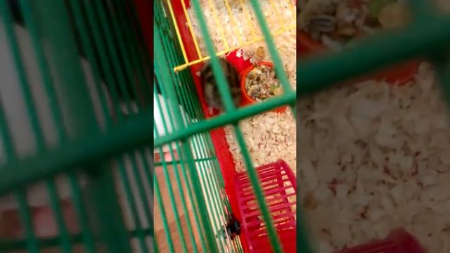 Эльза погрызла пакет! Я ухожу от Эльзы !СМОТРЕТЬ ВСЕМ!!!!💖💖💖💖👐👑👑👑👗👟👑👒🎩👗 смотреть онлайн