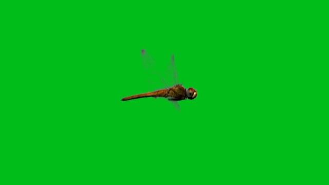 green screen effect dragonfly (стрекоза) смотреть онлайн