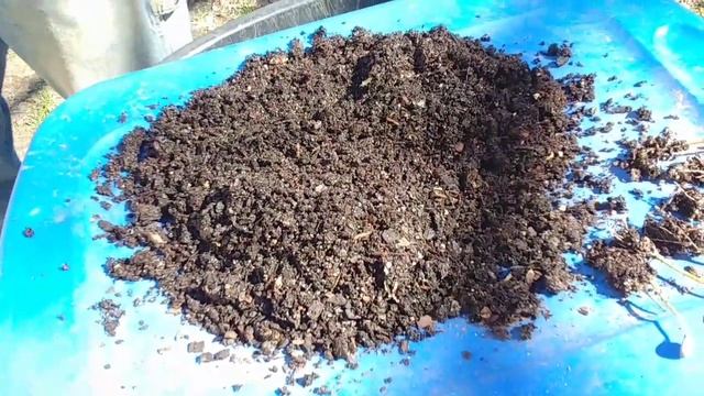 How to: repot your Arabica Coffee plant смотреть онлайн