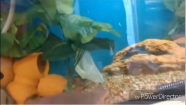 WHAT IS A CICHLID FISH смотреть онлайн