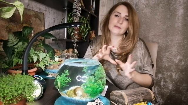 Круглый АКВАРИУМ для ЛЕНИВЫХ! Моя первая рыбка ПЕТУШОК! Уход и другие нюансы для новичков. смотреть онлайн