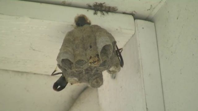 Wasps Working смотреть онлайн
