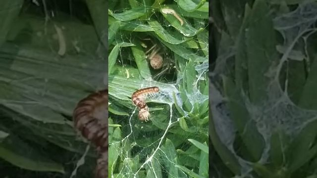 Spider vs Millipede смотреть онлайн