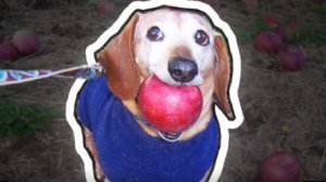 собака с яблоком откуда мем?