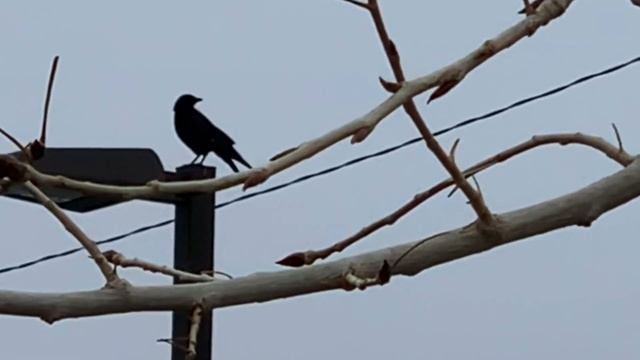 raven d смотреть онлайн