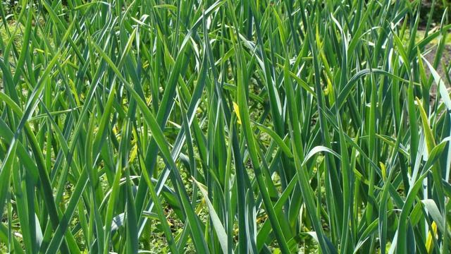 Подкорми чеснок в июне этим и увидишь каким огромным он вырастет смотреть онлайн