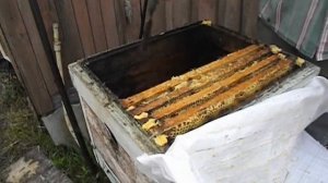 как лучше подставлять вощину в купленный пакет пчел