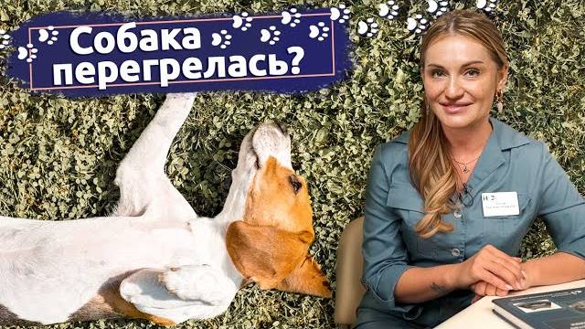 Тепловой удар у собаки_ Что делать, если собака перегрелась - объясняет ветеринар смотреть онлайн