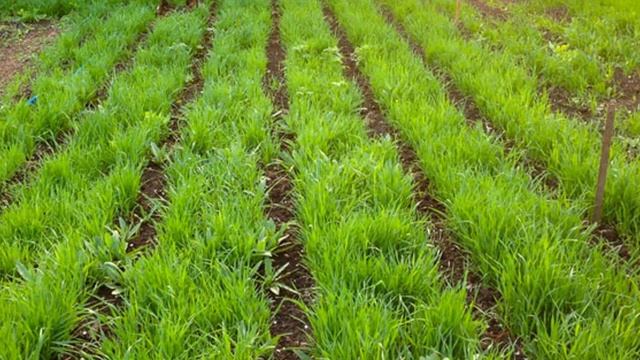 Овес как сидерат смотреть онлайн