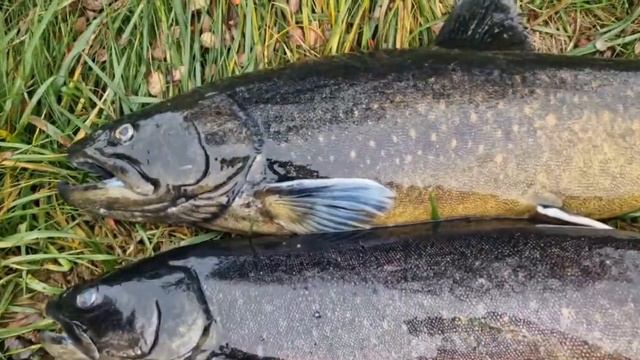 ПАЛИЯ 2.0 – РЫБАЛКА В НОВОМ СЕЗОНЕ 2023 - 2024 смотреть онлайн