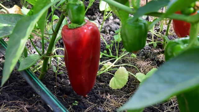 Перец сорта Богатырь смотреть онлайн