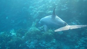 Гордый одиночка дельфин Афалина. Чудеса случаются!!!❤️Красное море. Шарм-эш-Шейх. Шаркс-Бей. 2024