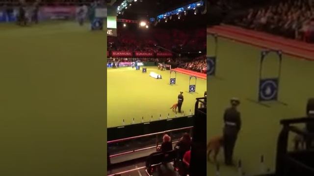 RAF at Crufts смотреть онлайн