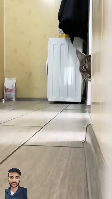 Кошка смотреть онлайн