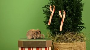 Паук Лукас Не ешь меня / Lucas the Spider Don't Eat Me / на русском