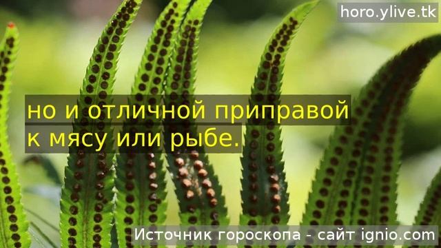 Стрелец. 🌮 05 дек. 2019: Кулинарный гороскоп на сегодня. смотреть онлайн