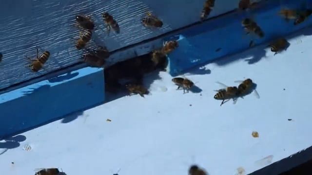 pcheli смотреть онлайн