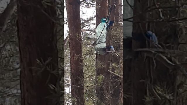 БЕЛОЧКИ И СИНИЦЫ смотреть онлайн