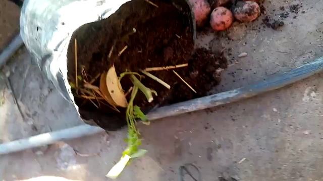 ХОСИЛИ КАРТОШКА ДАР БИОГУМУС 900172225 смотреть онлайн