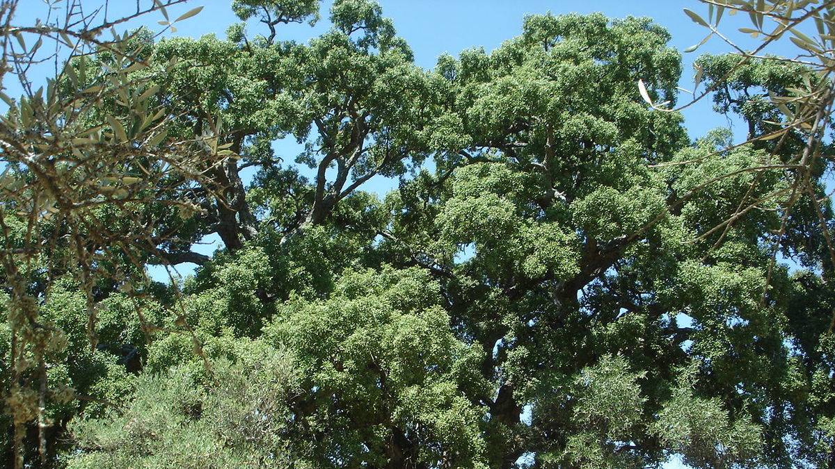 02. Природа Испании. Флора и фауна