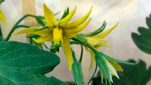 Рассада томатов в апреле. Проблемы первой кисти смотреть онлайн