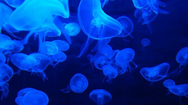 HOMILADORLIKDAN SAQLANISH USULLARI. KONTRASEPSIYA