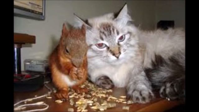 ПЕСЕНКА ПРО БЕЛЬЧОНКА ДЛЯ ДЕТЕЙ CANCIÓN RUSA INFANTIL