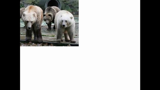 SCi7/8 - Hybrids and dichotomous keys смотреть онлайн