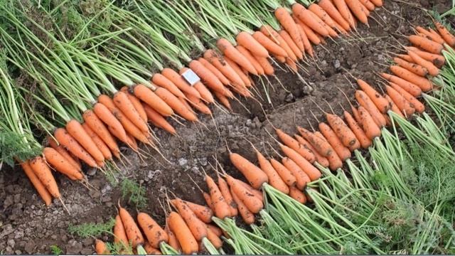 Гибрид моркови Абако смотреть онлайн