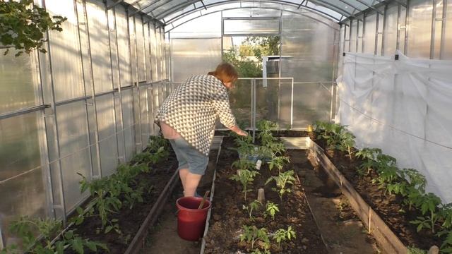 Обзор томатов, первые подкормки тепличных томатов смотреть онлайн