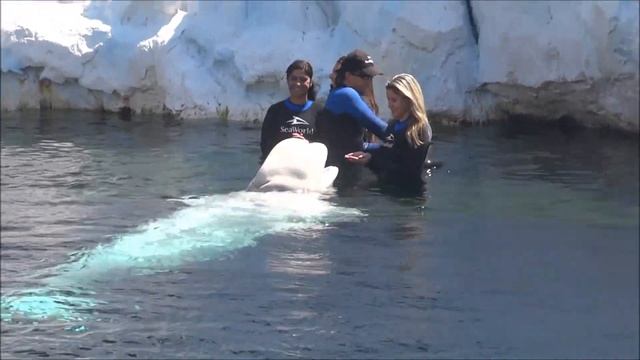 Beluga Whale Swim - Interação com Beluga no Sea World