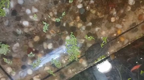 потёк аквариум с гуппи,сливаем ,убираем,пересаживаем,меняем аквариум