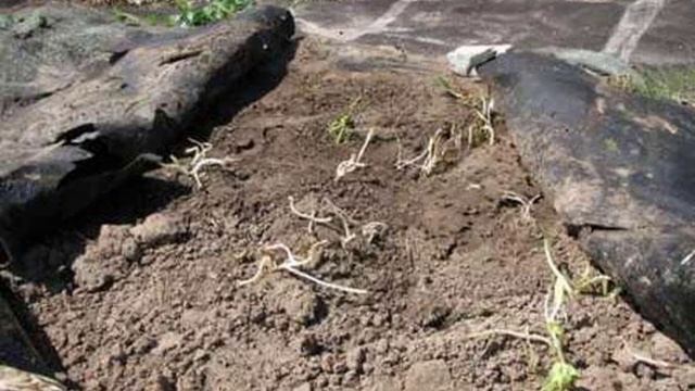 Как вывести хрен с огорода навсегда смотреть онлайн