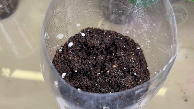 Хотите Есть Свои Огурцы Уже в Мае? Сейте Так смотреть онлайн