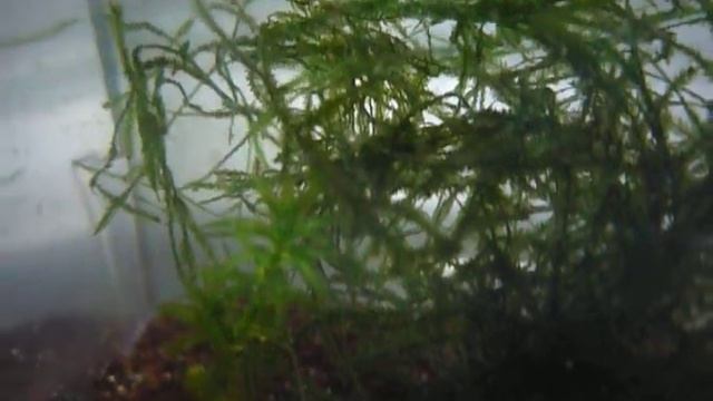 Fp. G. Misaje - 3dias 2010-02-24-I Navegante Vzla 2009.MOV смотреть онлайн