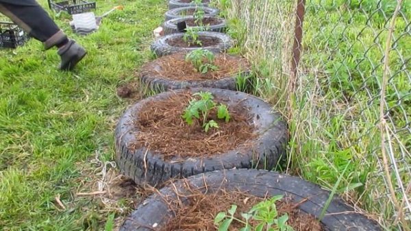 Томаты в шинах