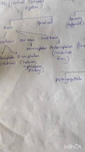 Classification Of Nervous System, CNS, PNS, Motor, Sensory
