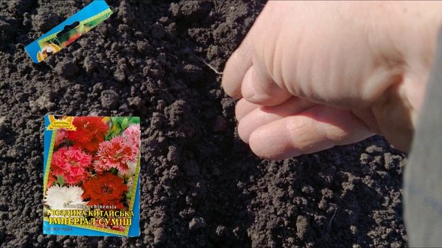 Посадка китайской гвоздики смотреть онлайн