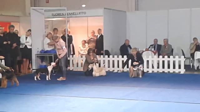 Terrier Group,Tartu Cacib 02.11.2013 2nd round смотреть онлайн