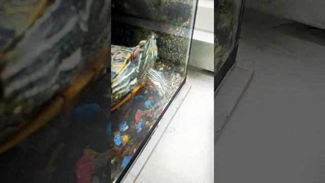 Кормлю питомцев смотреть онлайн