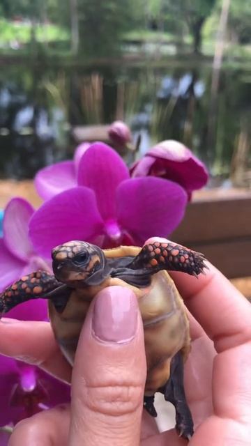 Hatchling Red Foot Tortoise with Yolk Sac Absorbing смотреть онлайн
