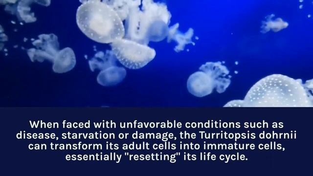 This " Turritopsis dohrnii" jellyfish doesn't die смотреть онлайн