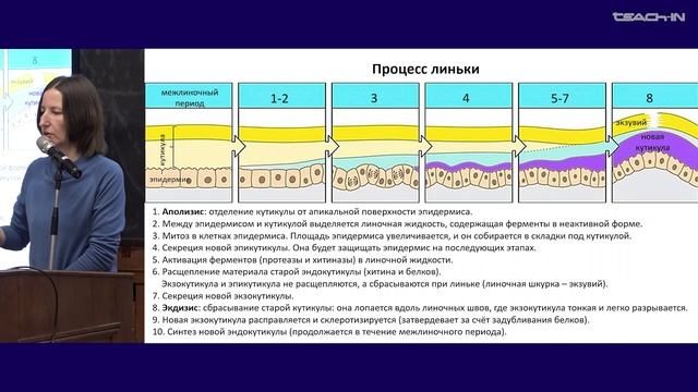 Богомолова Е.В. - Зоология беспозвоночных - 19. Линяющие (Ecdysozoa). Тип Членистоногие (Arthropoda)