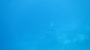 Дельфин Афалина. Красное море. Шарм-эш-Шейх. Шаркс-Бей. 2024